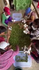 Outdoor vegetable preparation