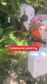 Calamansi picking close view