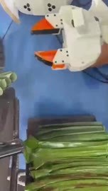 Vegetable preparation team